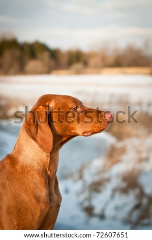 A profile shot of a Vizsla dog (Hungarian pointer) in a snowy field in winter.
