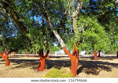 Cork Trees Stripped at Portugal