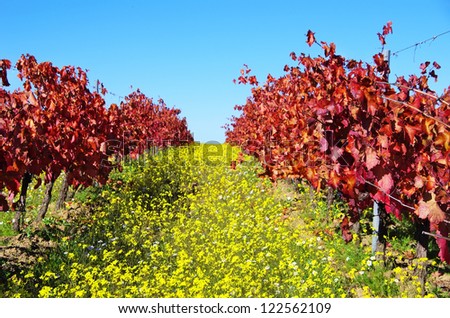 Autumn vineyard at Portugal, alentejo region