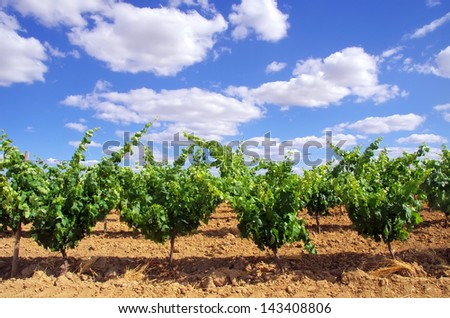 Green vineyard at south of Portugal
