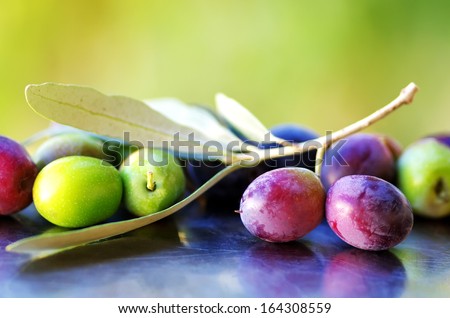Ripe Olives, Olives With Olive Tree Branch