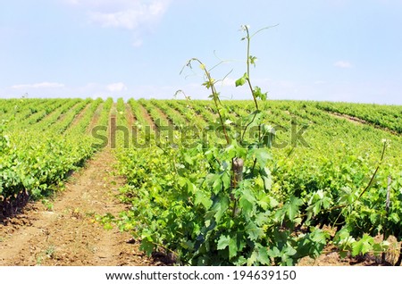 Vineyard in Portugal, Alentejo