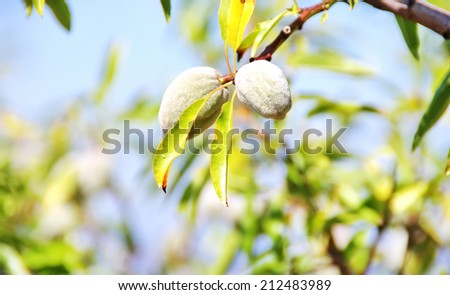 Two almonds on the tree branch