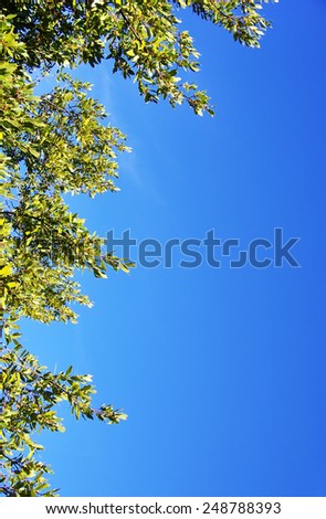 leaves of laurel tree in the sky