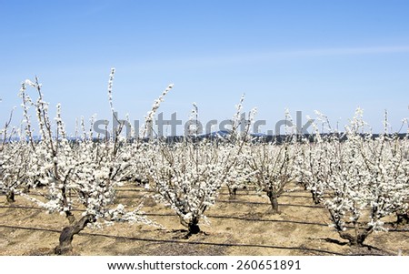 White fruit trees in blossom