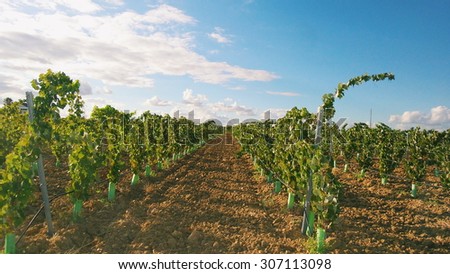 vineyard at south of Portugal