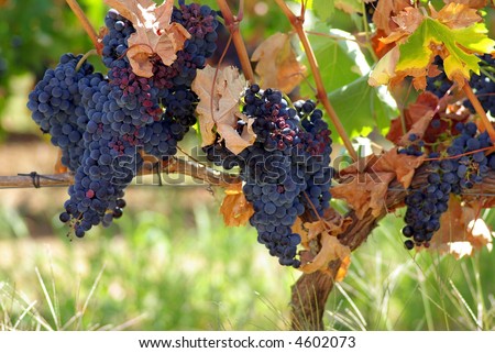 Black grapes on vine in Portugal.
