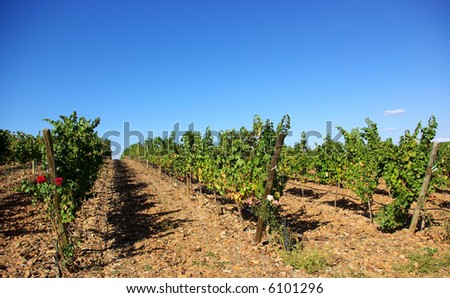 Autumn  vines in the vineyards at Portugal