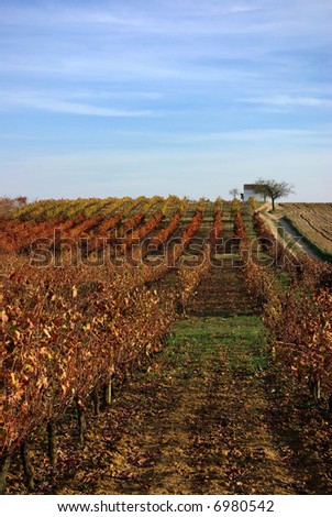 Autumn vines in the vineyards at Portugal.