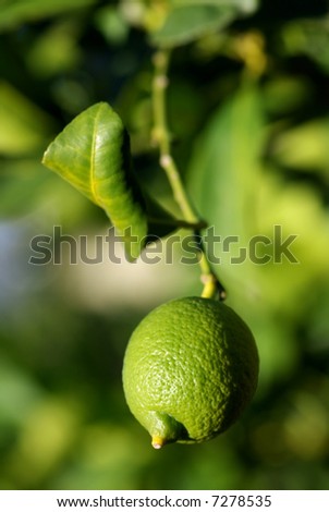 Green lemon in the lemon tree.
