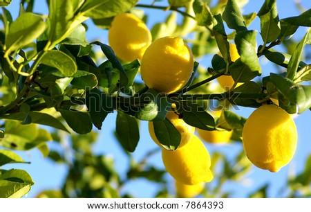 growing lemons