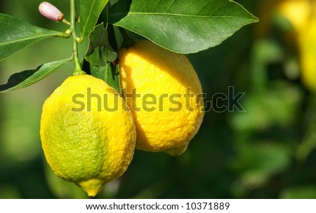 Lemons on lemon tree.