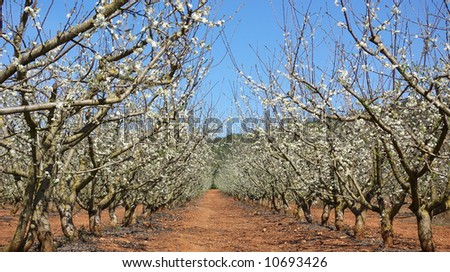 Field with flowery almonds tree in the south of Portugal.