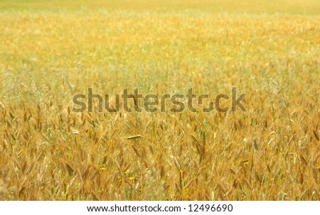 Texture of yellow field with cereal.