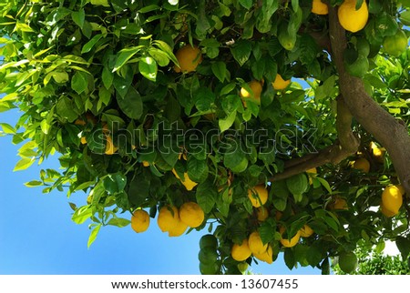 Lemons growing on lemon tree.