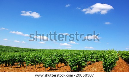 Vineyard in south of  Portugal.