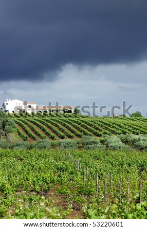 Vineyard at Portugal.
