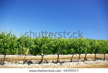 Green vineyard at Portugal.