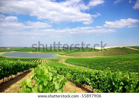 Vineyard at Portugal, Alentejo region.