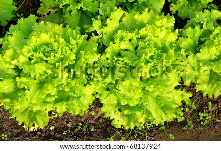 Green lettuce in soil at portuguese farm.