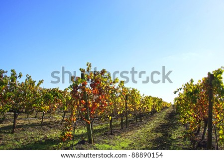 autumn vineyard at Portugal