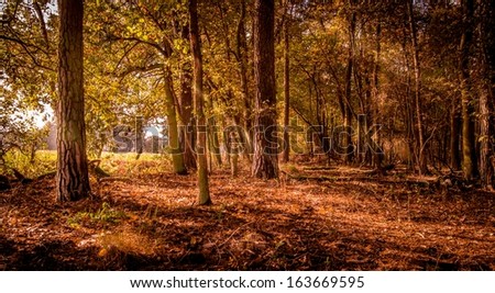 Rays of autumn sun shining through trees in the woods