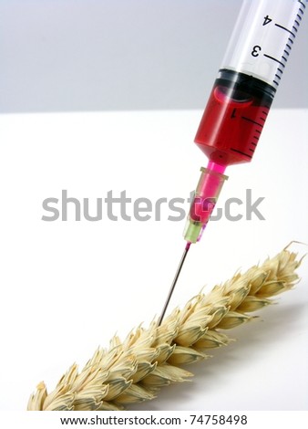 Genetic food engineering with syringe & wheat