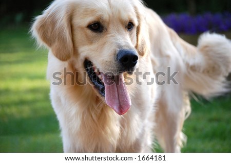 Golden Retriever Tongue