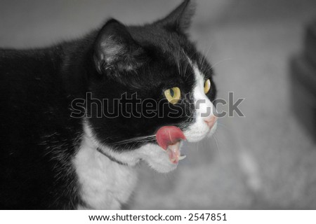 cat licking its mouth after finishing eating
