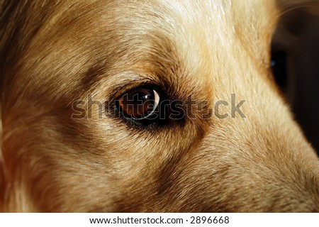 golden retriever eye color up the eye of a golden retriever warm colors stock photo 2896668 golden retriever eye color up the eye of a golden retriever warm colors stock photo 2896668