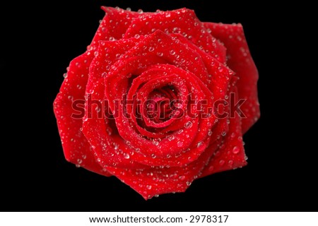 Close-up of a fresh red rose covered in water drops