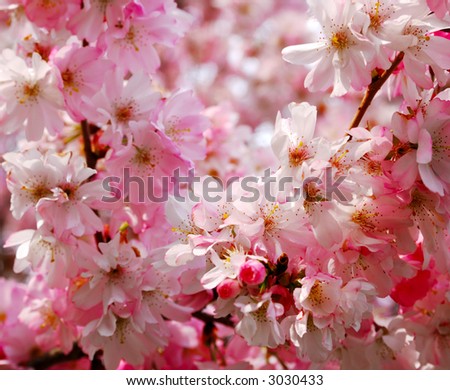 sakura (cherry blossoms)