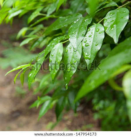 Water drop from rain on green leaf