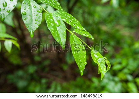 Water drop from rain on green leaf