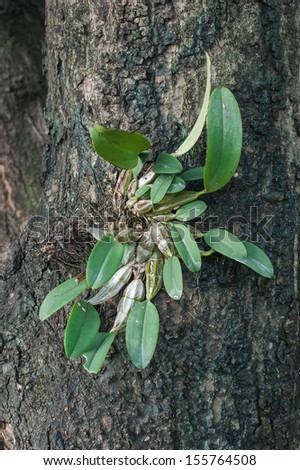 Orchid plant stick on trees