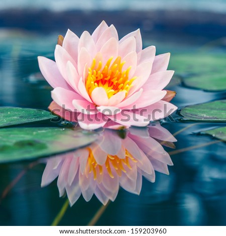 A Beautiful Pink Waterlily Or Lotus Flower In Pond