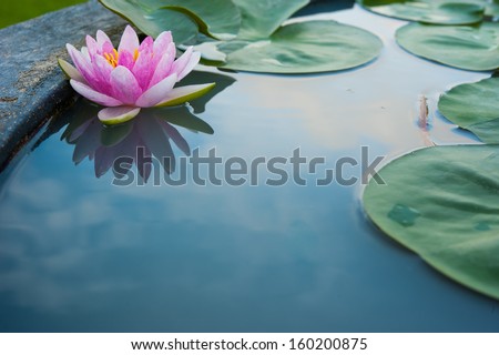 Beautiful Pink Lotus, water plant with reflection in a pond