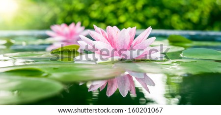 Beautiful Pink Lotus, Water Plant With Reflection In A Pond