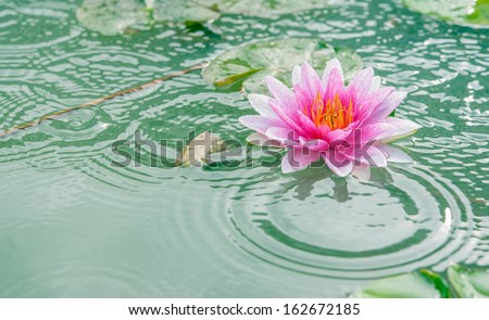 A beautiful pink waterlily or lotus flower in pond with rain drop