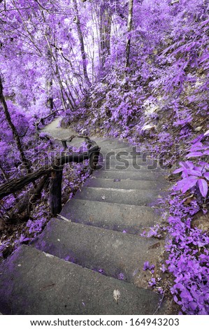 Imagine Purple Forest With Stair