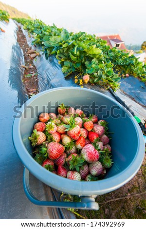 fresh strawberry harvest from Strawberry field on mountain