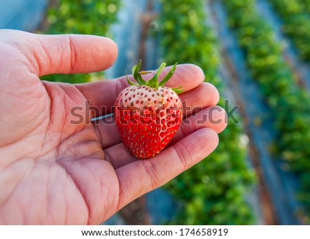 Hand holding a strawberry with strawberry field in background