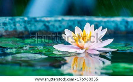 beautiful pink waterlily or lotus flower in a pond with rain drop