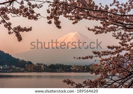Fujisan , Mount Fuji view from Kawaguchiko lake, Japan with cherry blossom