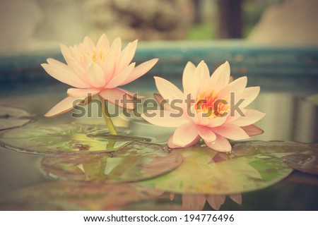 A beautiful pink waterlily or lotus flower in pond vintage photo filtered retro style