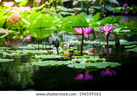 Beautiful pink  lotus water lily in pond