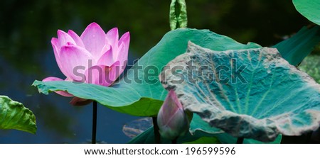 Beautiful pink and white lotus water lily in pond