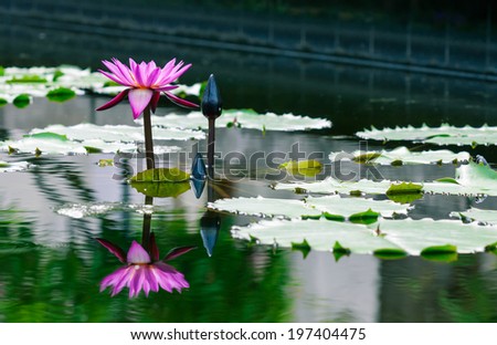 Beautiful pink  lotus water lily in pond