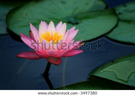 on buddhist Tattoo shop, lotus flower according to buddhism, the golden Bloomed closely with the significance Buddhist+lotus+flower+meaning