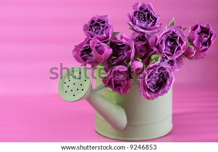 Vibrant pink roses in a green watering pail